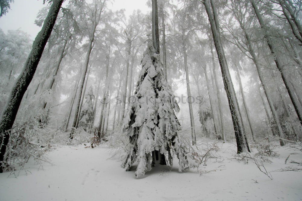 Similar – Foto Bild so quiet. Wald Baum Fichte