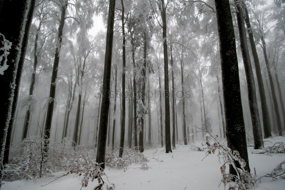 nicht gezuckert Winterwald