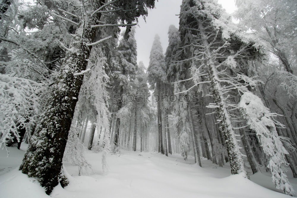 Similar – Foto Bild Heimat des Schneeadlers