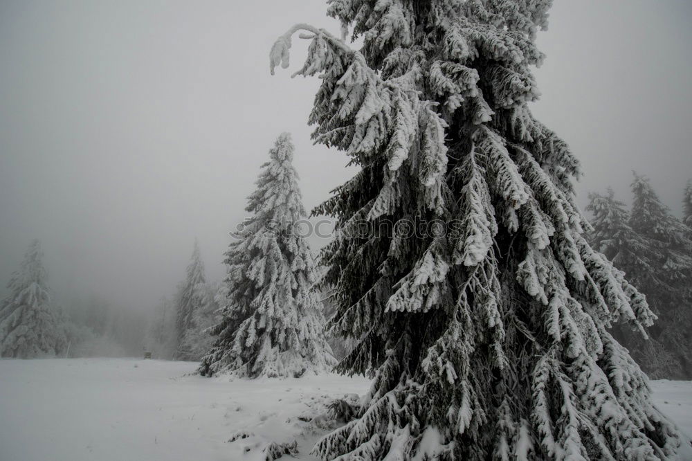 Similar – Foto Bild Heimat des Schneeadlers