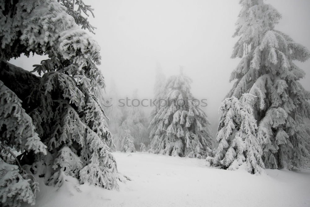 Similar – Foto Bild Heimat des Schneeadlers