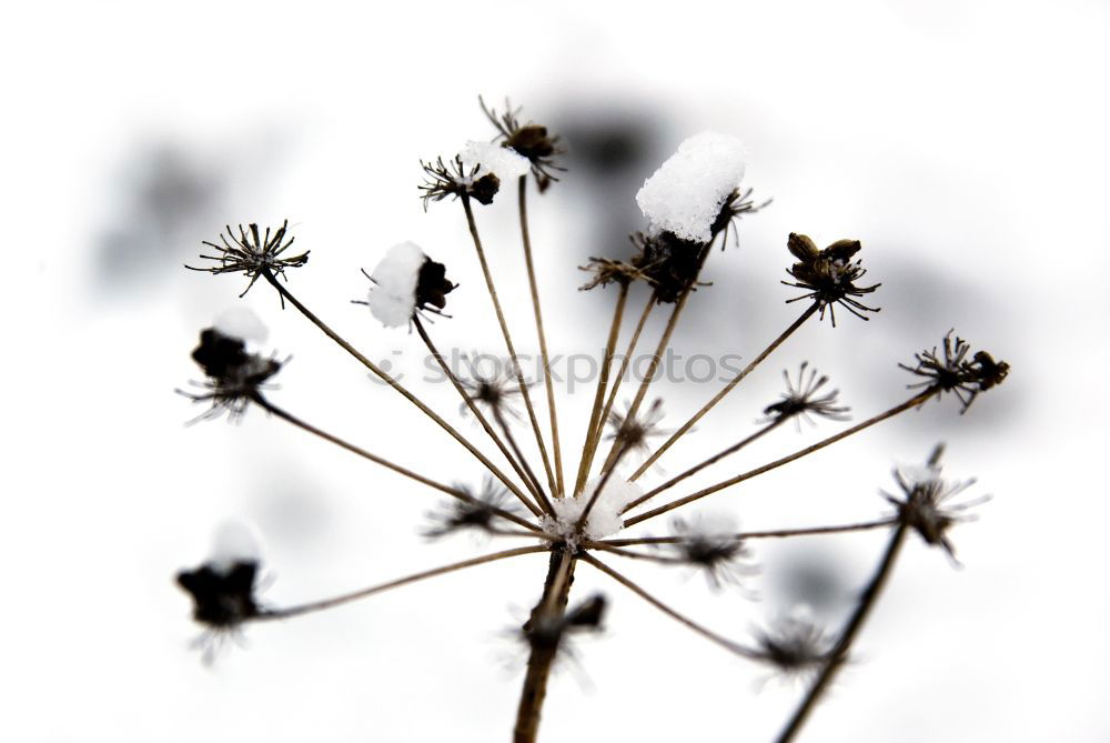 Similar – Image, Stock Photo …wintered… Blossom