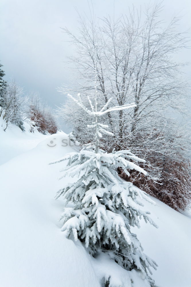 Foto Bild Weihnachtszeit, Weihnachtszeit, schöne Weihnachtszeit