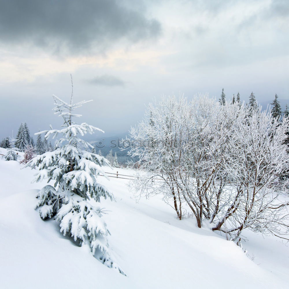 Similar – Image, Stock Photo Winter in the Bavarian Forest