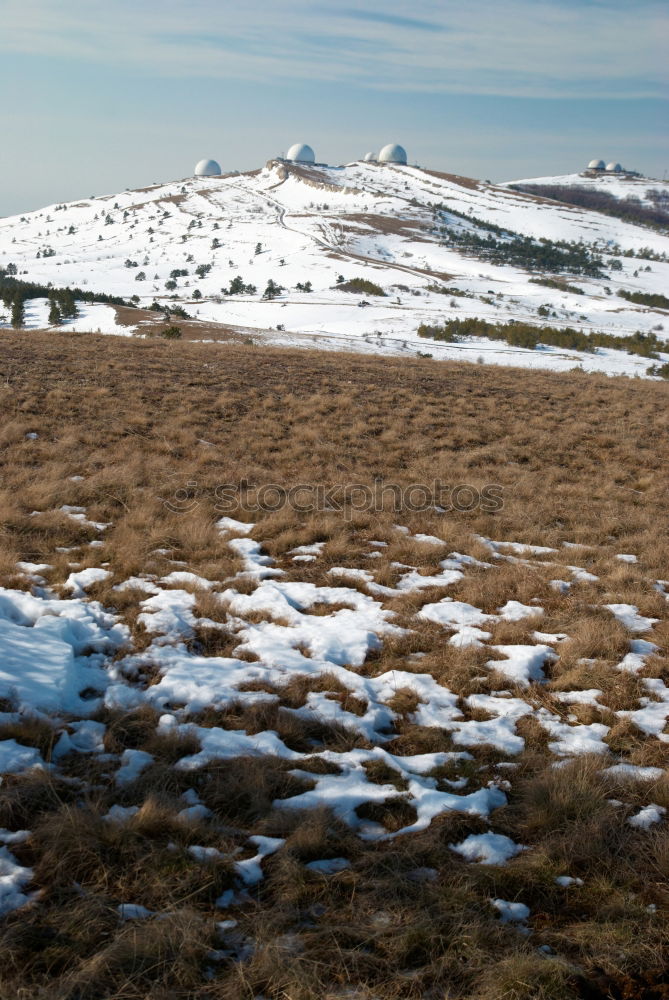 Similar – Image, Stock Photo Guanaco Animal 1 Blue