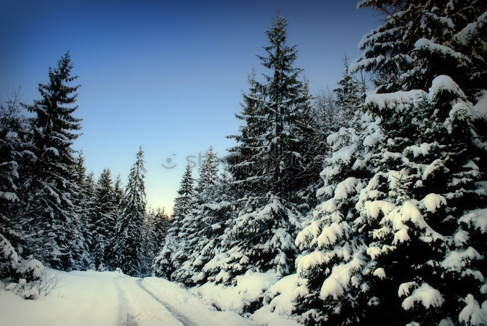 Similar – winter forest Nature