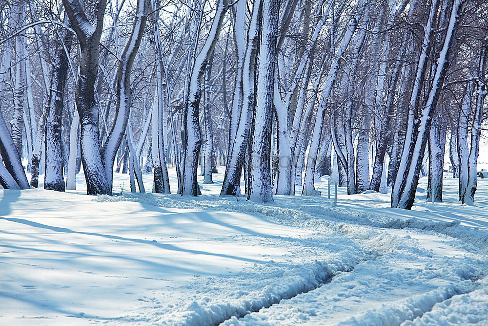 Similar – Image, Stock Photo Light in the forest