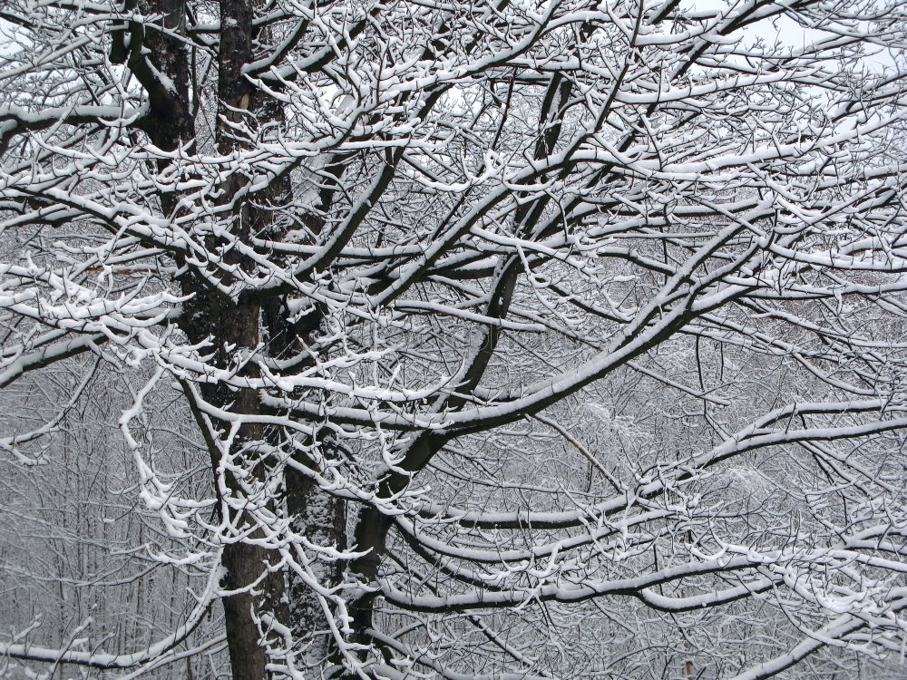 Similar – Mourning cross in the snow