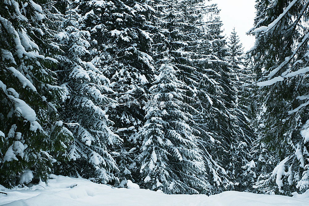 Similar – Image, Stock Photo All powdered for a white Christmas