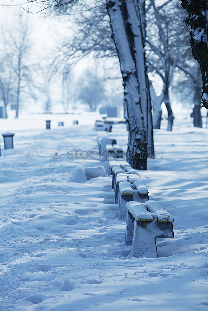 Similar – Image, Stock Photo winter sun. Trip Winter