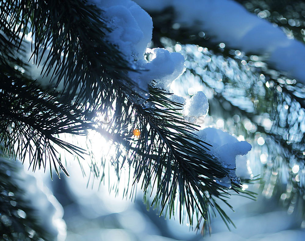 Similar – Image, Stock Photo pine blue Cold Winter