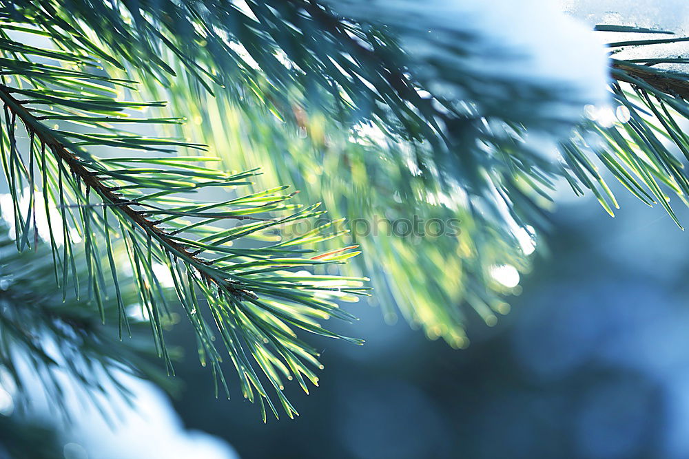 Similar – Image, Stock Photo first snow Decoration Ice