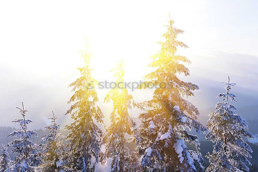 Similar – the black forest fir