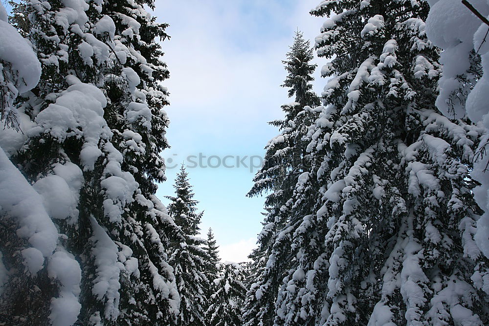 Similar – Foto Bild Heimat des Schneeadlers