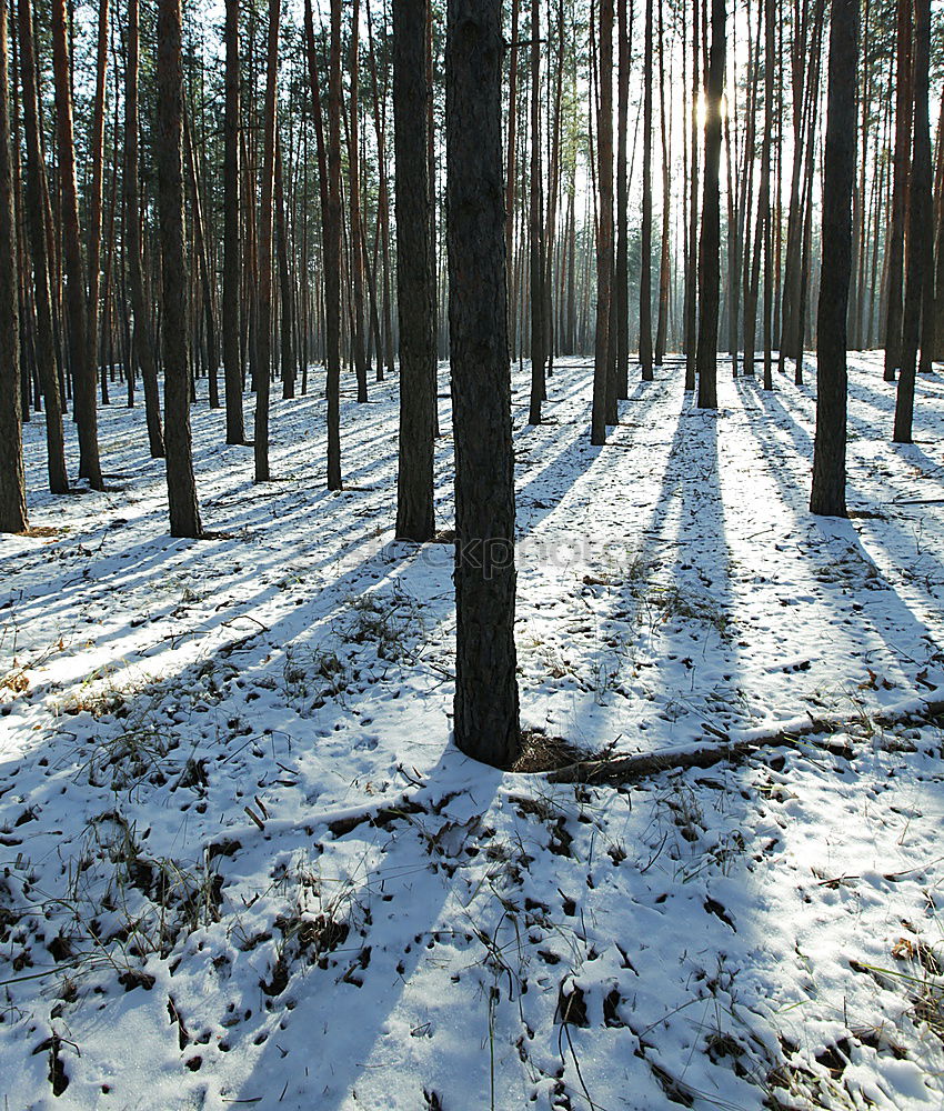 Similar – WINTER III Winter Baum