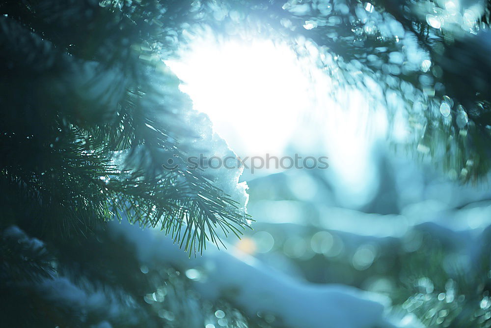 Similar – Winter nature background with fir branches