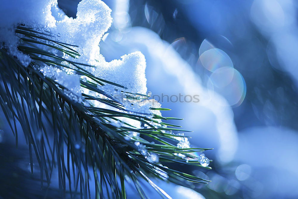 Similar – Image, Stock Photo snow Nature Plant Winter