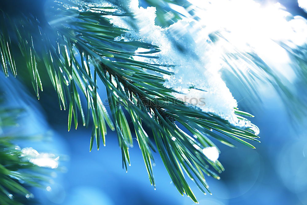 Similar – Image, Stock Photo pine blue Cold Winter