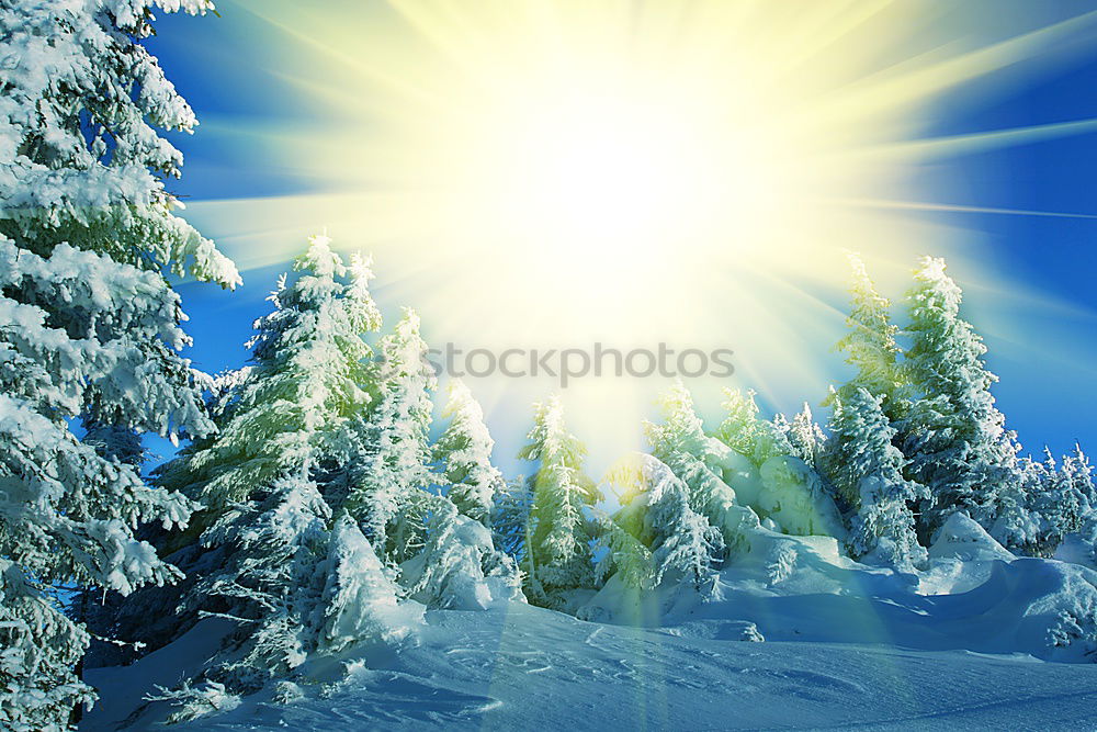 Similar – wintersun Winter Baum