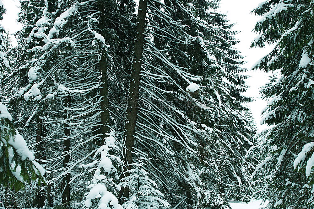 Similar – Foto Bild Heimat des Schneeadlers