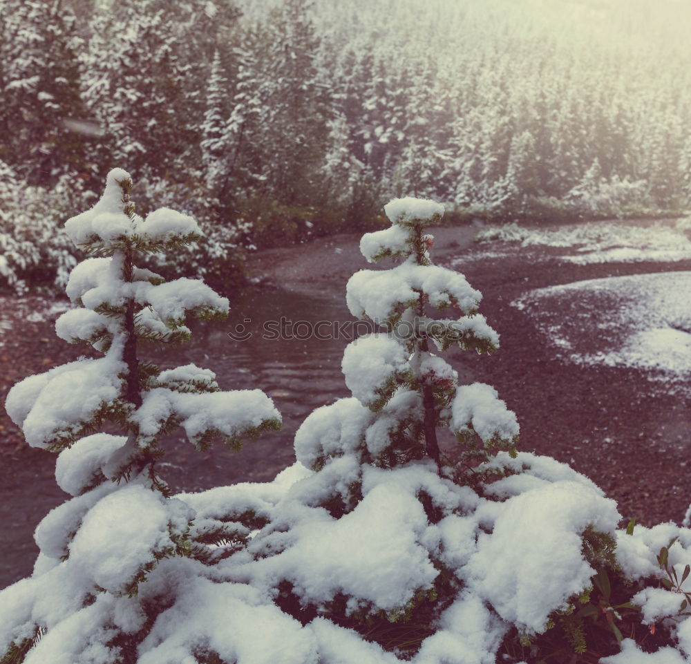 Similar – Image, Stock Photo winter Environment Winter