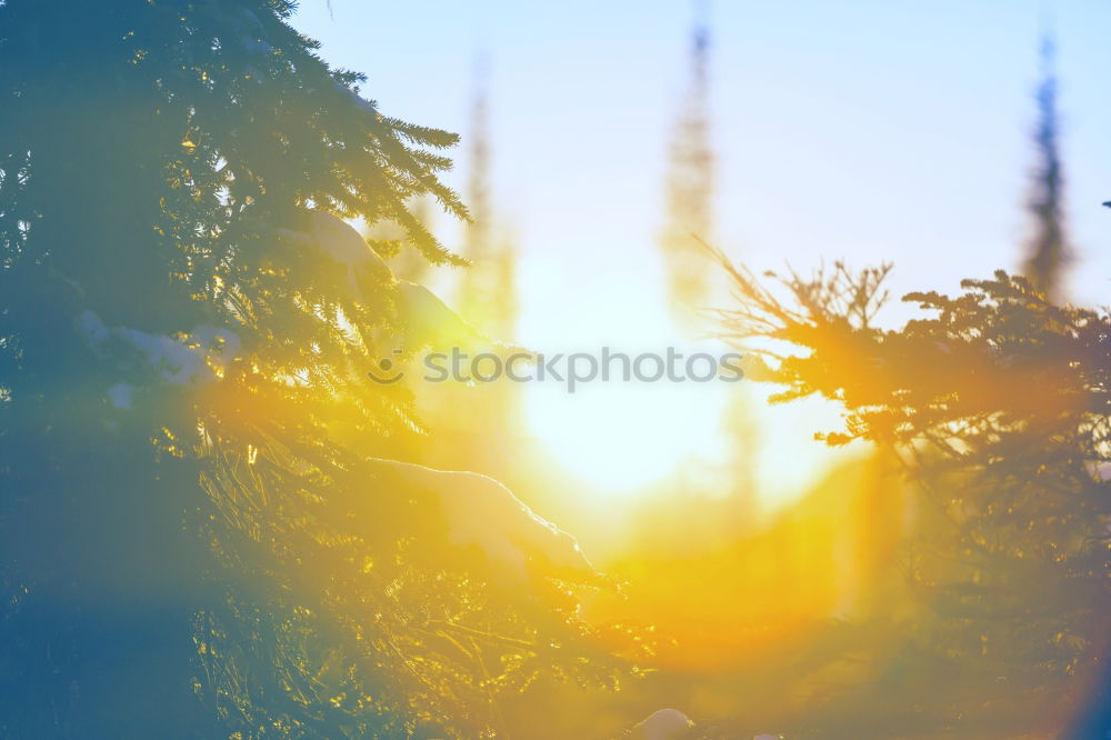 Similar – Image, Stock Photo A prickly plant growing in nature