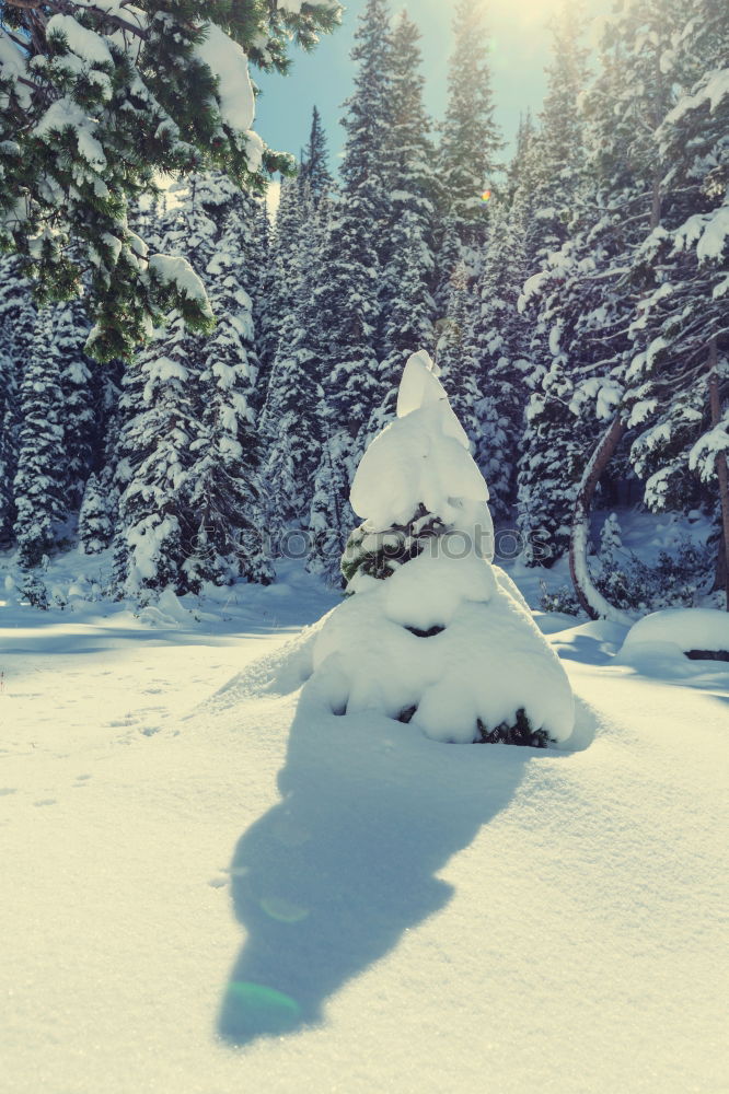 Similar – Image, Stock Photo morning sunrise over cabin in winter alpine forest and snow