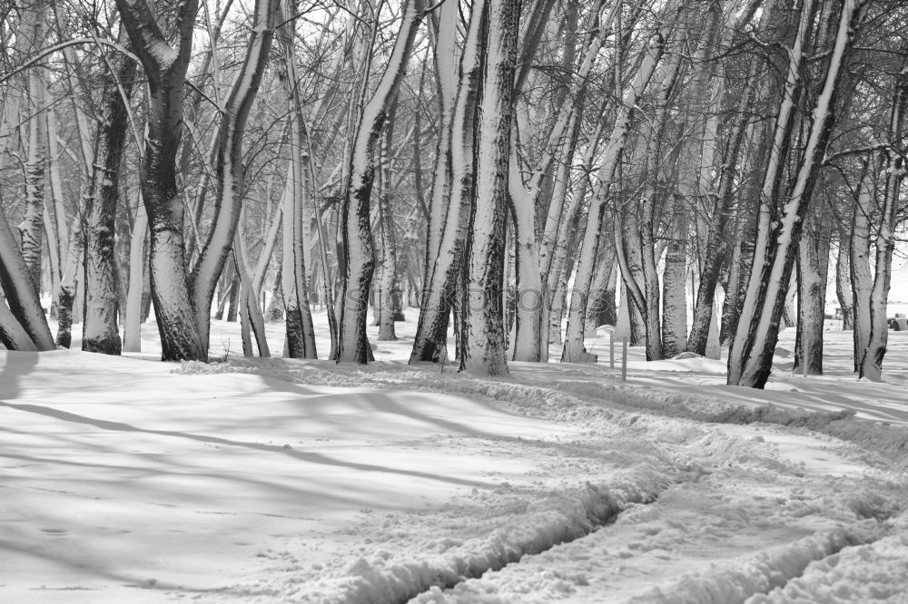 Winter sun in the forest