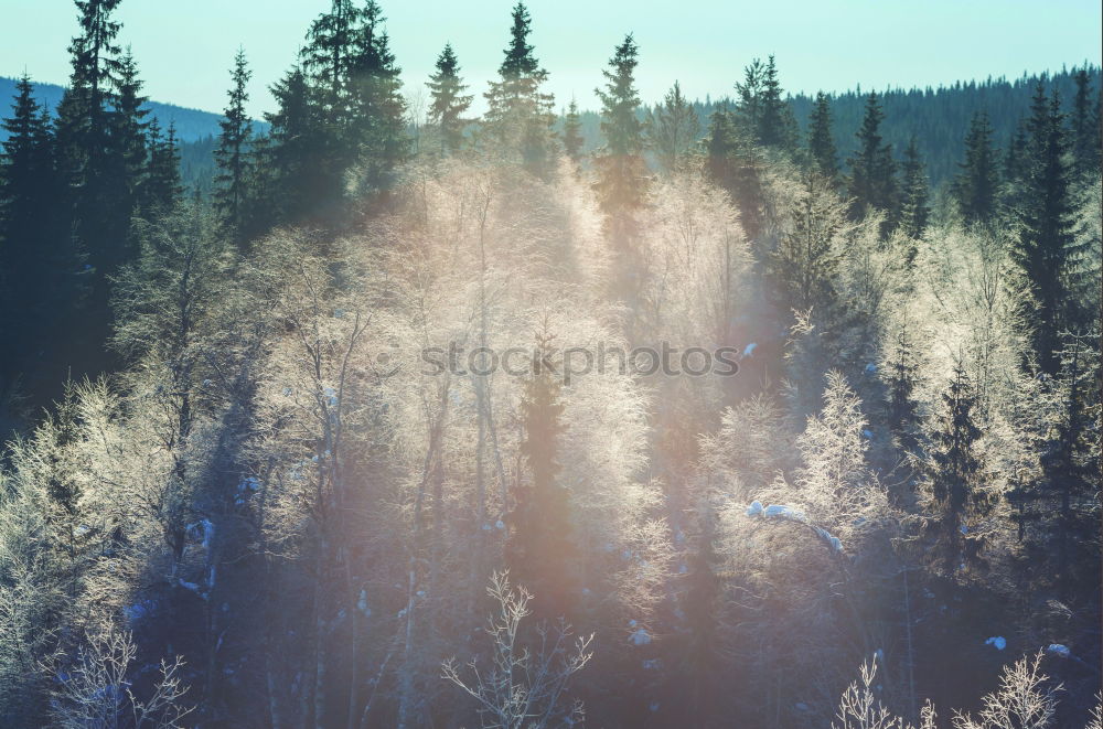 Similar – Image, Stock Photo December morning in the Black Forest