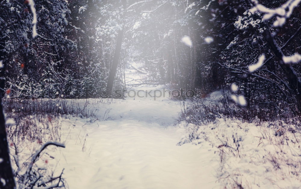 Similar – Image, Stock Photo Tracks in the snow Frozen