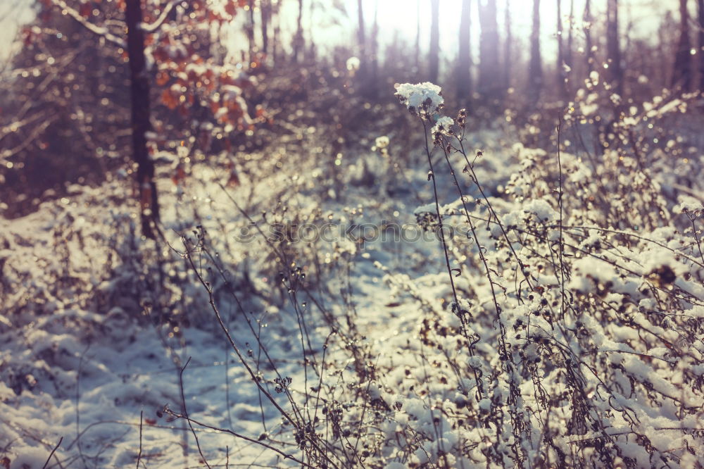 Similar – winter forest Forest