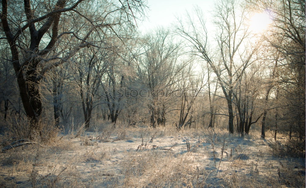 Similar – Image, Stock Photo Ipweger Moor Nature