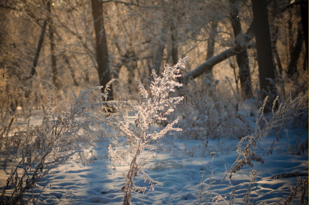 Similar – eisig Natur Landschaft