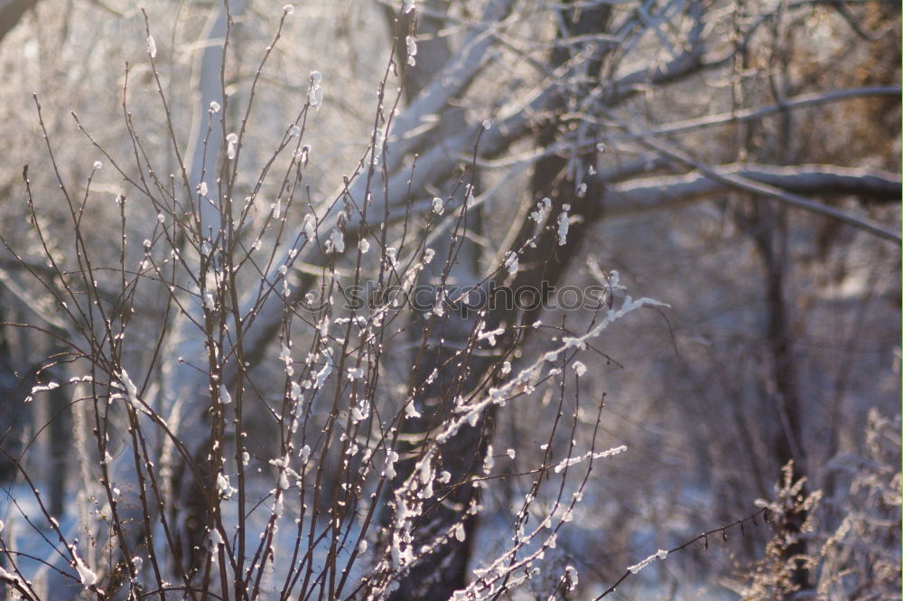 Similar – Foto Bild undurchsichtig Gras