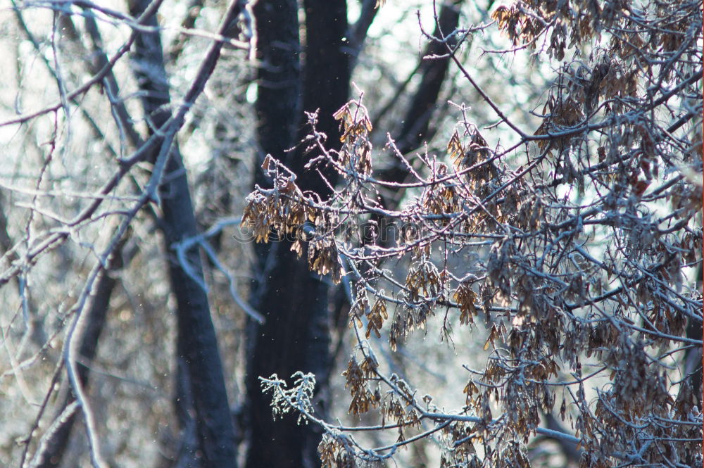 Similar – Image, Stock Photo dry Environment Nature