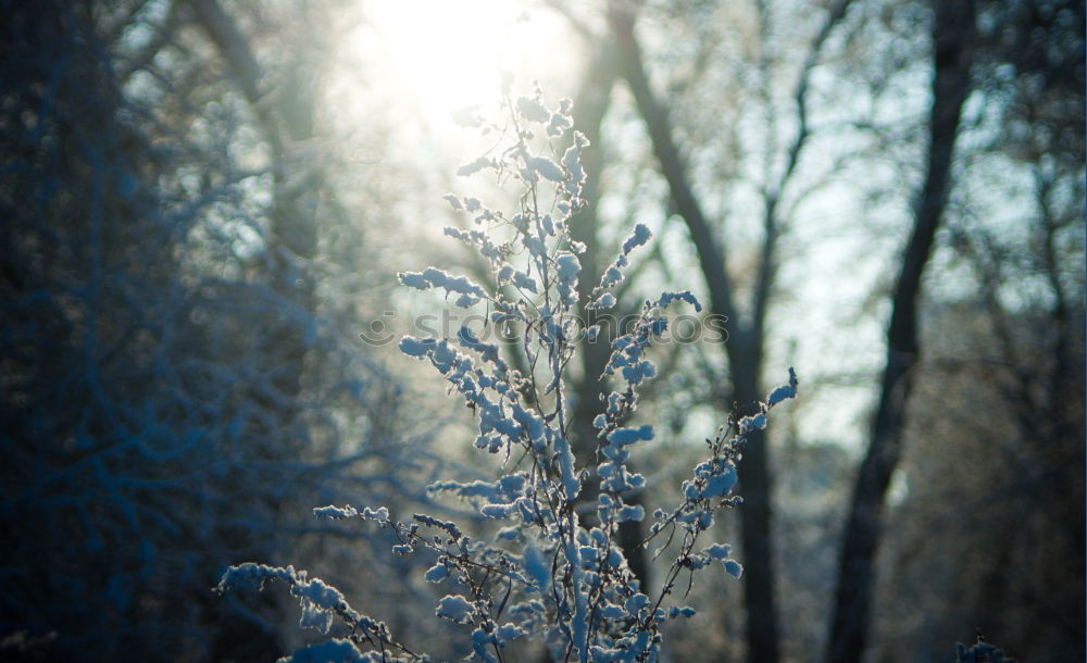 Similar – undurchschaubar Winter