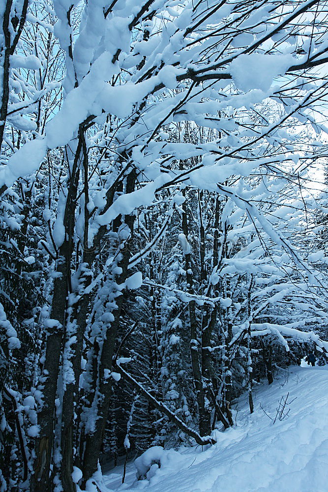 Similar – Image, Stock Photo Christmas forest Nature