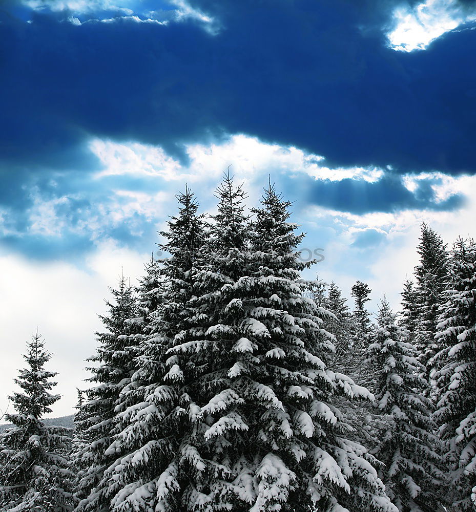 Similar – Image, Stock Photo stilts Tree trunk Clouds