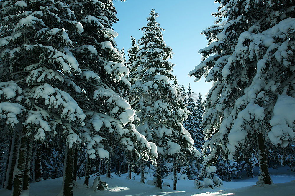 Similar – Image, Stock Photo through the forest Tracks