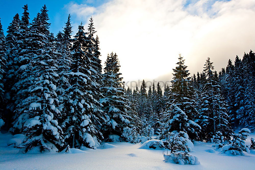 Similar – Image, Stock Photo through the forest Tracks