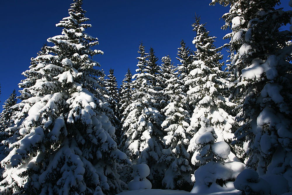 WINTER II Winter Tree