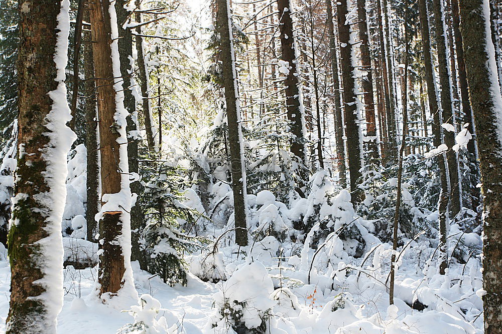 Similar – nicht gezuckert Winterwald