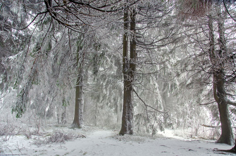 Similar – nicht gezuckert Winterwald