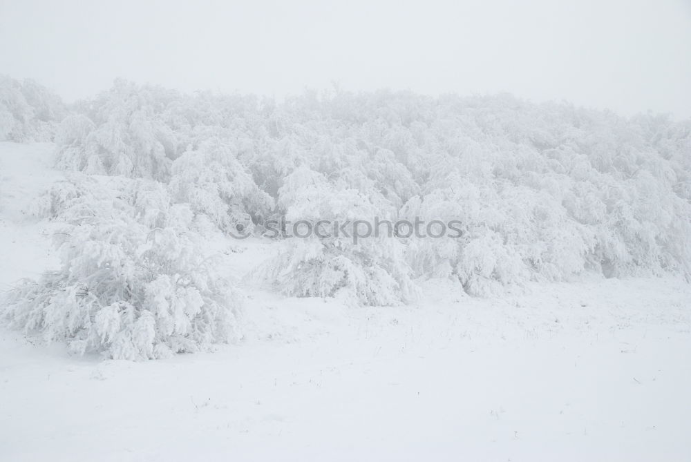 Similar – Foto Bild OH BÄUMEBAUM OH BÄUMEBAUM