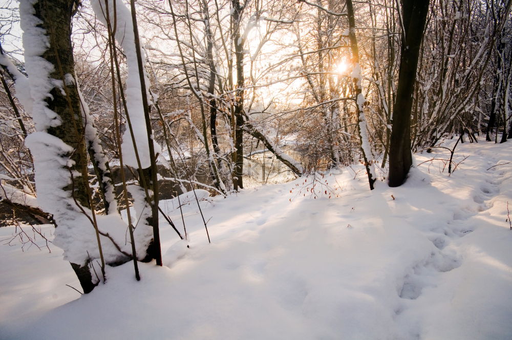 Similar – Image, Stock Photo the way II Winter forest