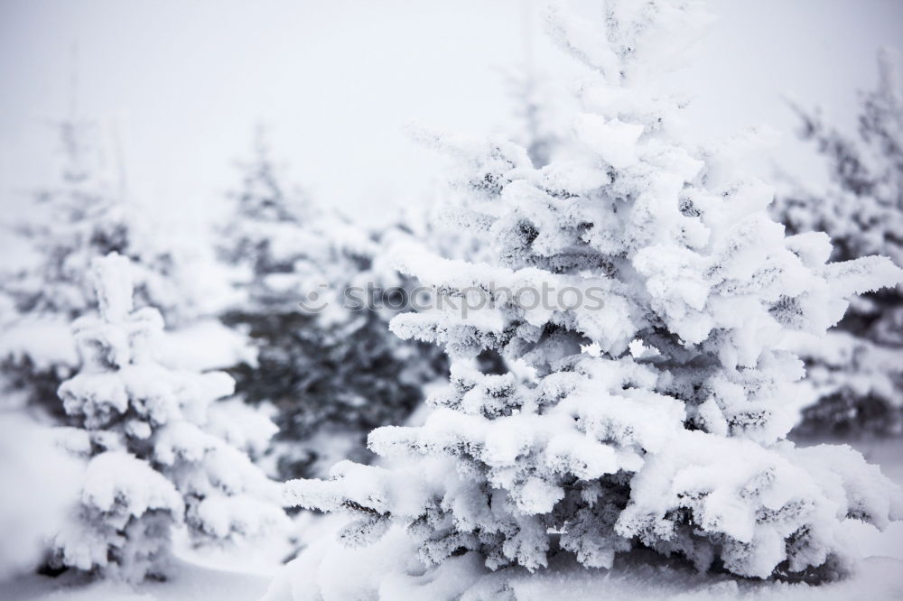 Similar – Image, Stock Photo winter dream Nature