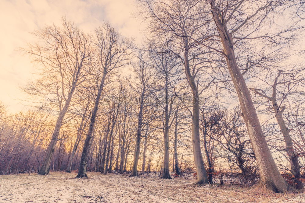 Similar – Image, Stock Photo Snow falling on a countryside road in the winter