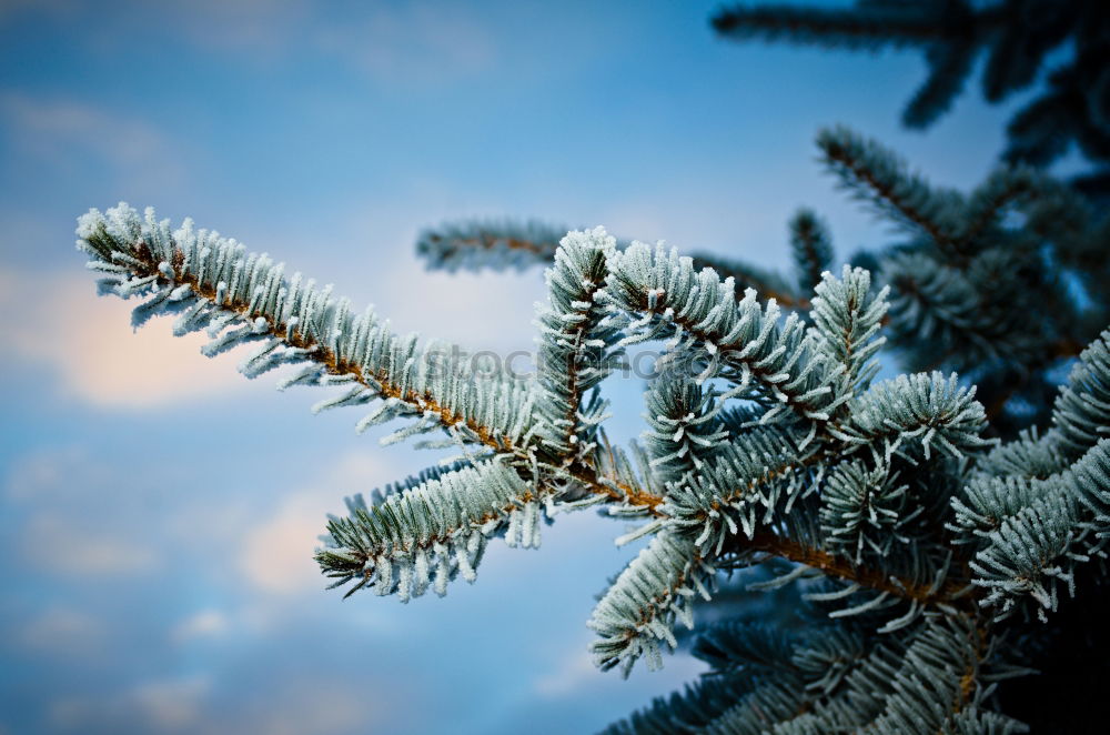 Similar – Image, Stock Photo pine blue Cold Winter