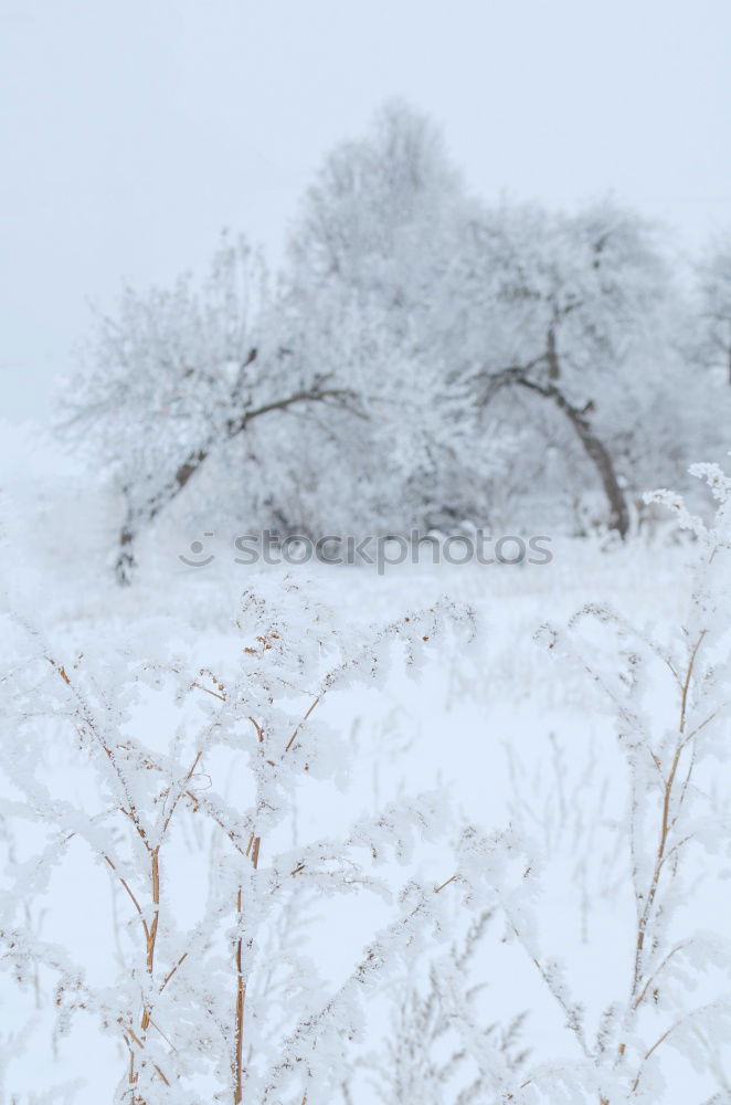 Similar – Image, Stock Photo One person leaning on a cross in a snowy field