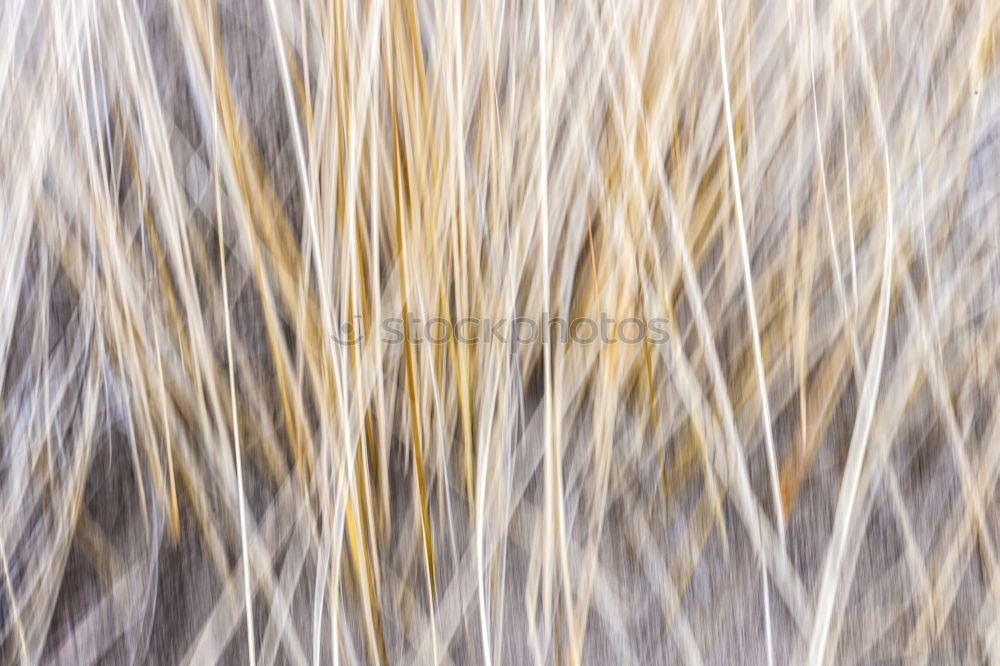 Similar – Image, Stock Photo All right, reeds.